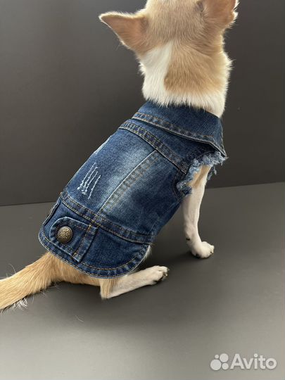 Одежда для собак