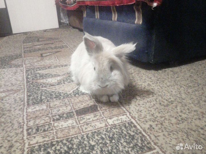 Вязка кролик