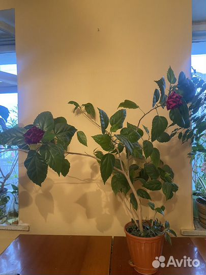 Китайская роза