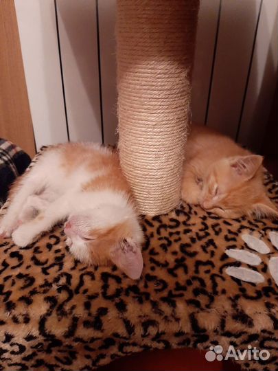 Котята бесплатно