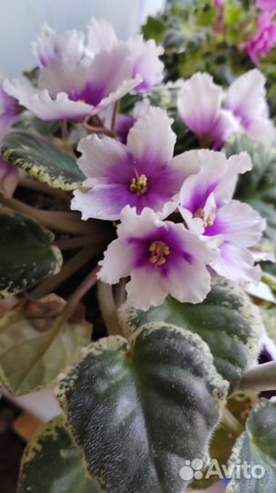 Набор сортовых фиалок - лист