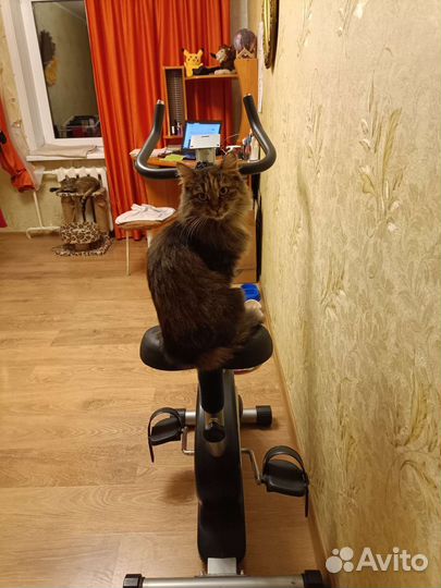 Кошечка в очень добрые руки