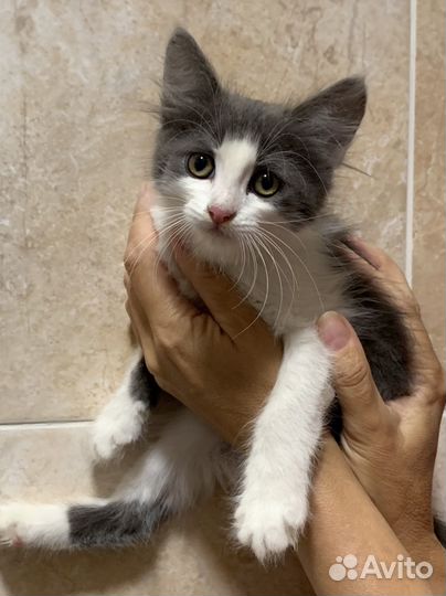 Котик в добрые руки