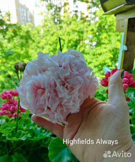 Пеларгония сортовая