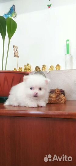 Щенки шпица