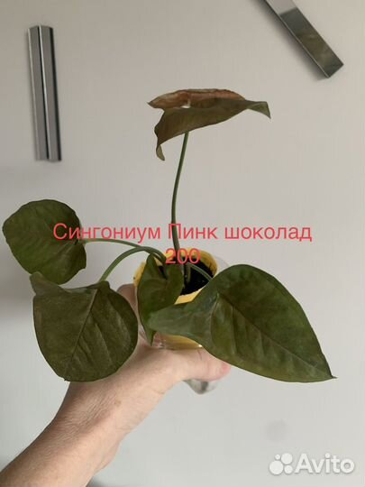 Диффенбахия, драцена и др