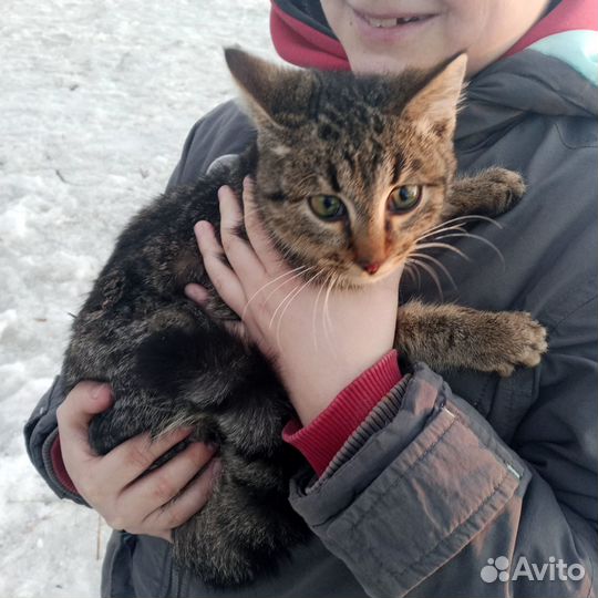 Кот в добрые руки
