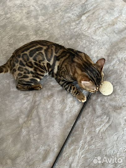 Бенгальский котик