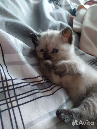 Котята в добрые руки бесплатно