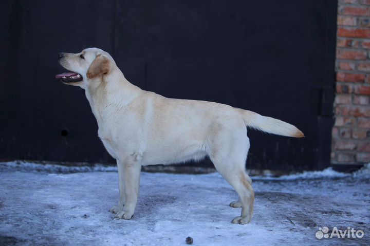 Щенки лабрадора