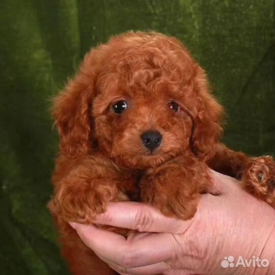 Мальчики той пуделя красные,рэд браун