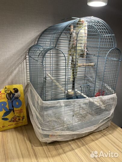 Попугай Корелла с клеткой