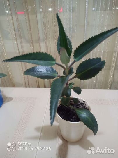 Каланхоэ лечебное