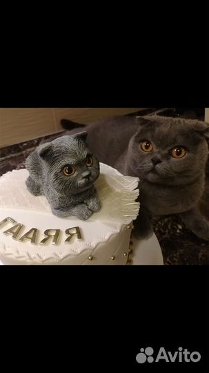 Шотландский кот домашний