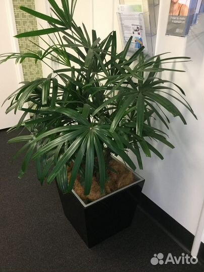 Пальма Рапис