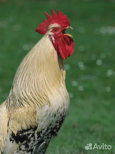 Петух