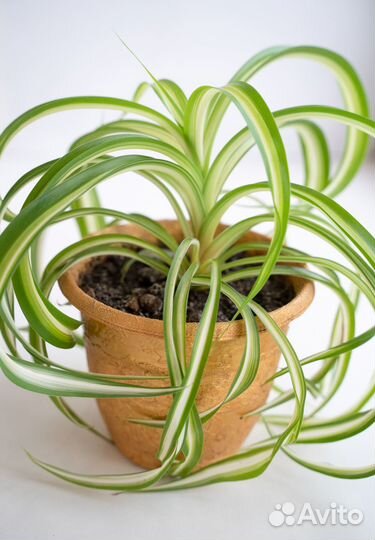 Хлорофитум Бонни кудрявый