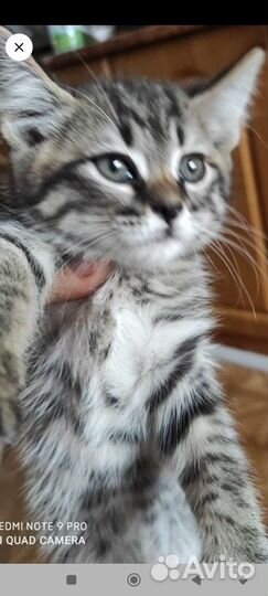 Мейн-кун мать отец Тойгер тигрята,девочка и мальч