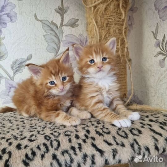 Мэйн-кун. Рыжие и др