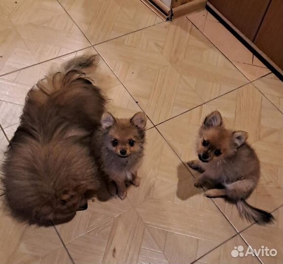 Щенки шпица