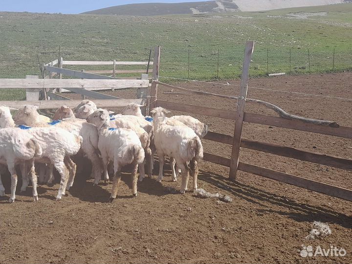 Курдючные бараны овцы