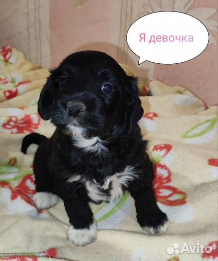 Отдам щенков