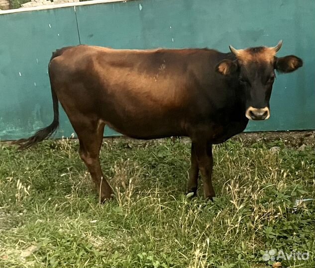 Корова (телочка)