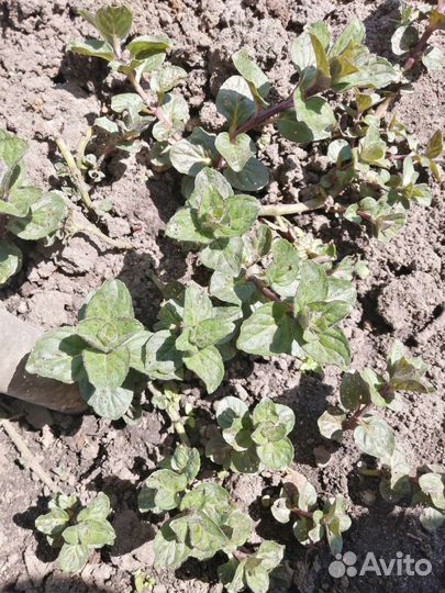 Мята карамельная