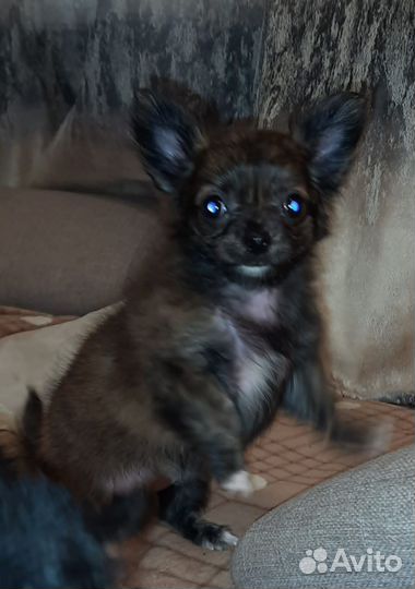 Щенки чихуахуа