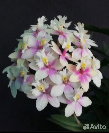 Эпидендрум орхидея