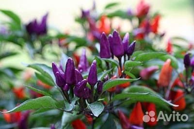 Разные сорта перца острого и суперострого