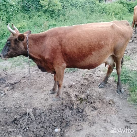 Овцы и корова