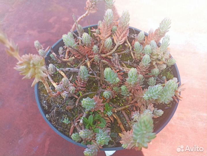 Седум очиток едкий