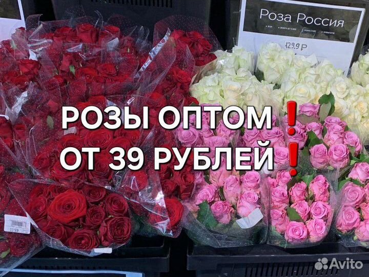 Розы опт Адлер