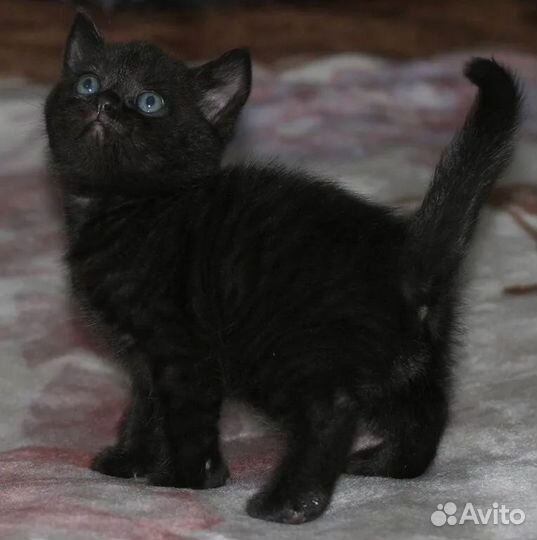 Отдам в добрые руки