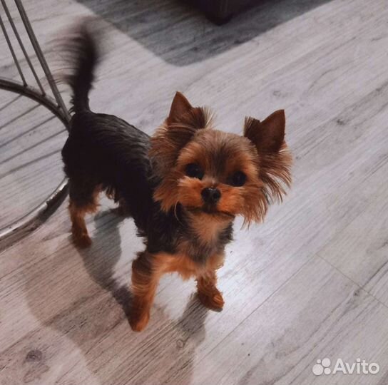 Йоркширский терьер мини