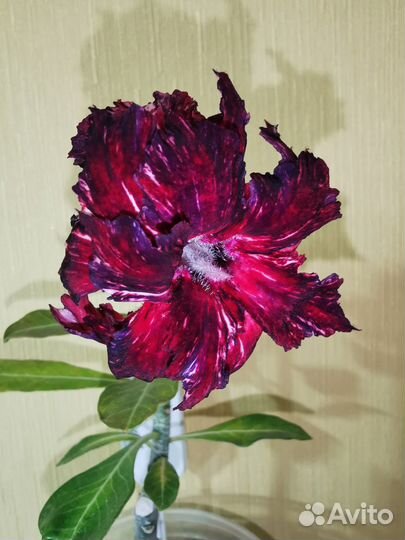 Адениум Космос