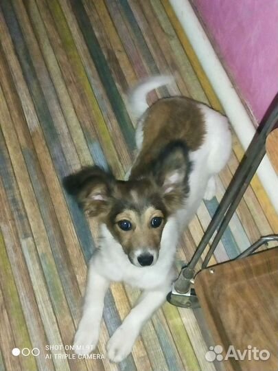 Маленькие дворняжки