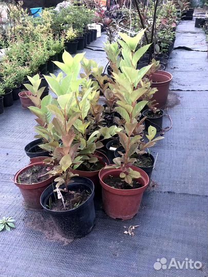 Черемуха Шуберта/Колората