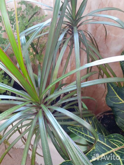 Цветы домашние в горшках