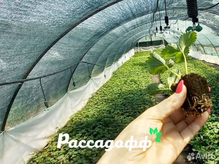 Рассада клубники. Оптом от 128 шт