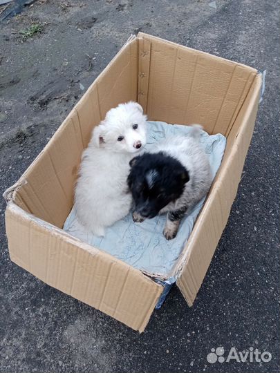 Щенки дворняжки бесплатно