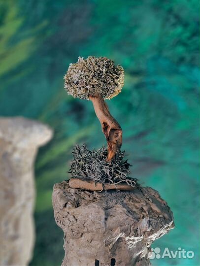 Дерево для дома