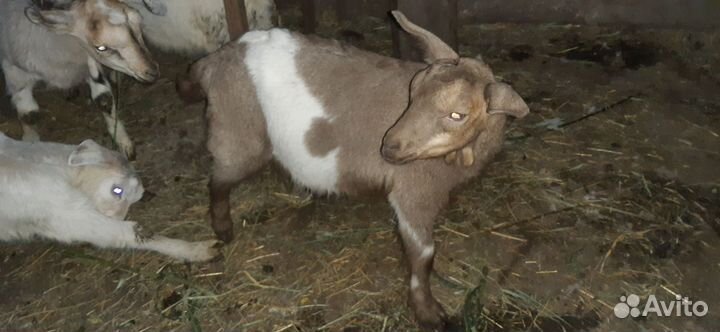Продаются козлята
