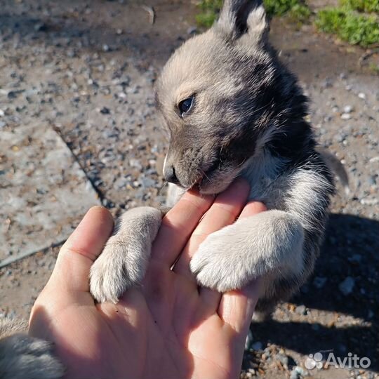 Щенки сибирской хаски