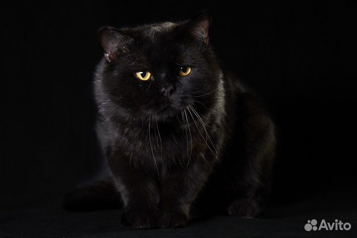 Шотландский кот на вязку