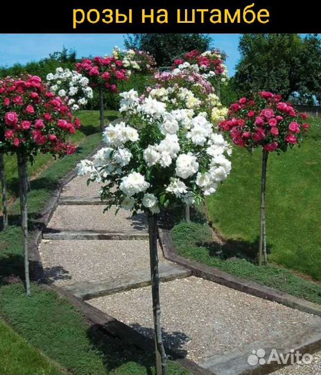 Роза, яблоня, сирень на штамбе