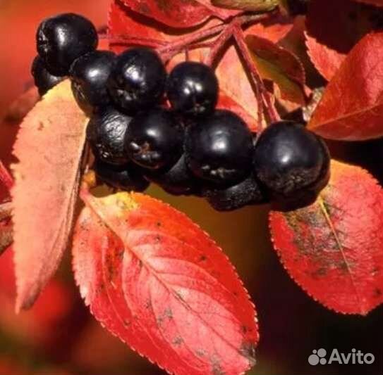 Черноплодная рябина