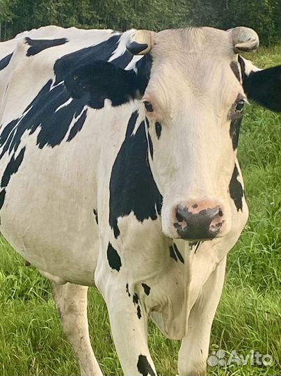 Холмогорская корова продам