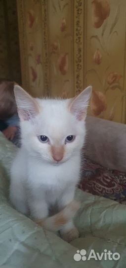 Кошки бесплатно